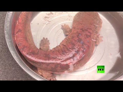  العرب اليوم - رجل يعثر على حيوان 