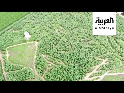  العرب اليوم - شاهد: مزارعون ألمان يحيون ذكرى الموسيقار العالمي بيتهوفن بطريقة عجيبة