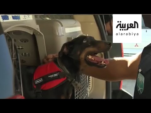  العرب اليوم - شاهد: كلاب مدربة للكشف عن مصابي 