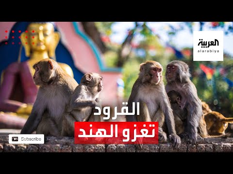  العرب اليوم - شاهد: آلاف القرود تغزو مدينة هندية بحثًا عن الطعام