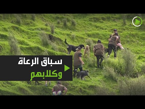  العرب اليوم - شاهد: انطلاق السباق السنوي الشهير للرعاة وكلابهم في نيوزلندا