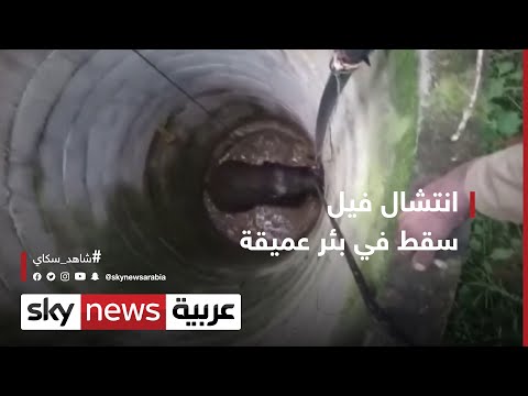  العرب اليوم - انتشال فيل ضخم سقط في بئر في إحدى القرى جنوبي الهند