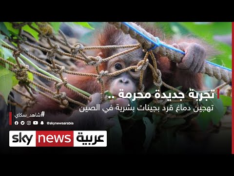  العرب اليوم - تهجين دماغ قرد بجينات بشرية في الصين والنتائج مذهلة