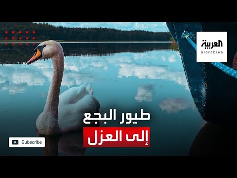  العرب اليوم - شاهد: العزل يطال طيور البجع في بلجيكا