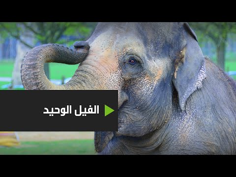  العرب اليوم - شاهد: حفلة وداع للفيل 