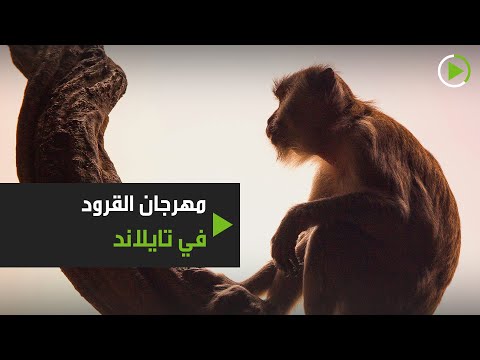  العرب اليوم - شاهد: مئات القرود تجتمع في مهرجان 