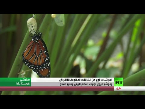 العرب اليوم - شاهد: الفراشات مؤشر حيوي لجودة النظام البيئي وتغير المثناخ