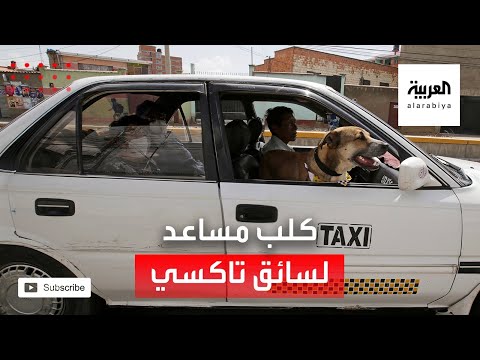  العرب اليوم - شاهد: كلب يعمل مساعدًا لسائق سيارة أجرة في بوليفيا.