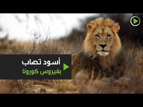  العرب اليوم - أربعة أسود تٌصاب بفيروس كورونا في برشلونة