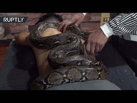  العرب اليوم - شاهد: مساج الثعابين أحدث صيحات التدليك في مصر