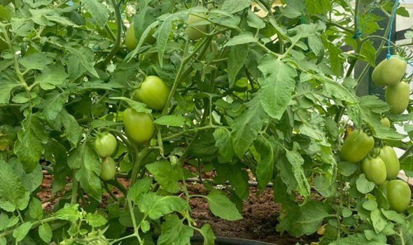 روبوتات طائرة بحجم الحشرات لتحسين التلقيح الميكانيكي للمحاصيل