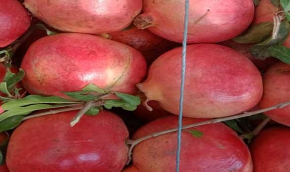 10 فواكه غنية بالحديد وفيتامين c لتحسين مستويات الهيموغلوبين في الدم